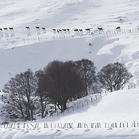 Buy canvas prints of Line of Red Deer, Scotland by Steve Adams