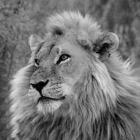 Buy canvas prints of The King of Africa by Steve Adams