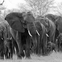 Buy canvas prints of Elephant family led by matriarch by Steve Adams