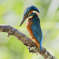 Buy canvas prints of a pensive kingfisher by Steve Adams