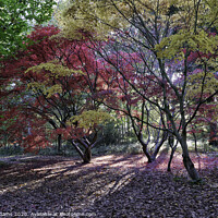 Buy canvas prints of Autumn Colours by Steve Adams