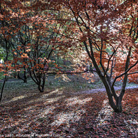 Buy canvas prints of Autumn Colours  by Steve Adams