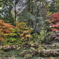 Buy canvas prints of Woodland Autumn colours by Steve Adams