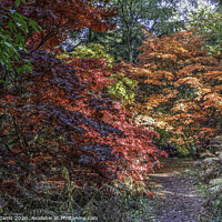 Buy canvas prints of Woodland Autumnal colours by Steve Adams