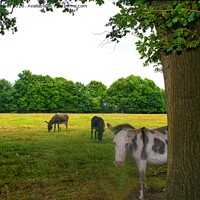 Buy canvas prints of Donkeys at Swanwick by Hayley Jewell
