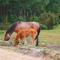 Buy canvas prints of New Forest Ponies by Hayley Jewell
