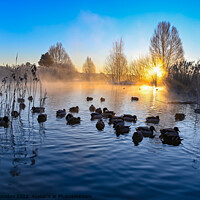 Buy canvas prints of sunrise and mist over mallards in a pond by Jonas Rönnbro