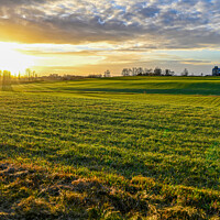 Buy canvas prints of scenic wiew over green agriculture field and sunset by Jonas Rönnbro