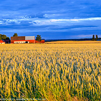 Buy canvas prints of dramatic sky over cornfield near Kumla Sweden by Jonas Rönnbro