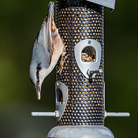 Buy canvas prints of small birds eating from a bird feeder by Jonas Rönnbro