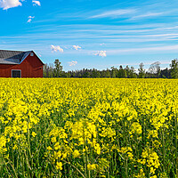 Buy canvas prints of red barn near rapeseed field in Sweden by Jonas Rönnbro