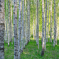 Buy canvas prints of white tree trunks of birchs in Kumla Sweden by Jonas Rönnbro