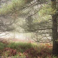 Buy canvas prints of Misty Woodland by Elliott Griffiths
