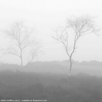 Buy canvas prints of Two Trees by Elliott Griffiths