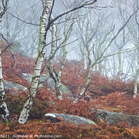 Buy canvas prints of Silver Birch in Fog by Elliott Griffiths