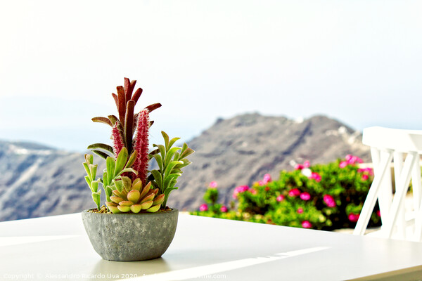 Vase of Cactus - Imerovigli  Picture Board by Alessandro Ricardo Uva