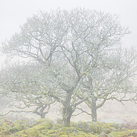 Buy canvas prints of Dartmoor Trees in Mist by Richard GarveyWilliams
