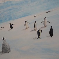 Buy canvas prints of Penguins by Steve Boston