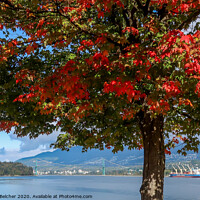 Buy canvas prints of Maple tree, Vancouver BC by Brenda Belcher