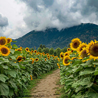 Buy canvas prints of Sunflowers by Brenda Belcher