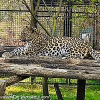 Buy canvas prints of A leopard by M. J. Photography