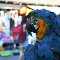 Buy canvas prints of blue and yellow macaw parrot in the old town of Rh by M. J. Photography