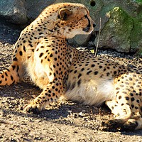 Buy canvas prints of Cheetah (Acinonyx jubatus) lying on the ground by M. J. Photography