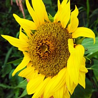 Buy canvas prints of Plant of sunflower by M. J. Photography