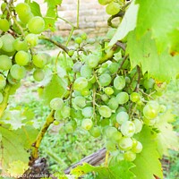 Buy canvas prints of Plant of grapes by M. J. Photography