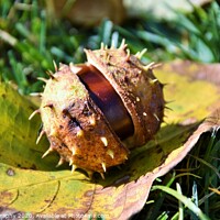 Buy canvas prints of A close up of chestnut in his shell by M. J. Photography