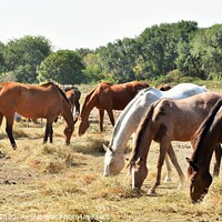 Buy canvas prints of A herd of horses grazing on a dry grass field by M. J. Photography