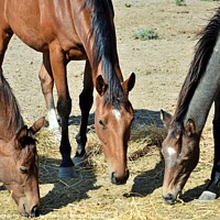 Buy canvas prints of Three Horses by M. J. Photography