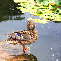 Buy canvas prints of The duck in the park, plays with herself by M. J. Photography