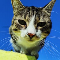 Buy canvas prints of Animal cat by M. J. Photography