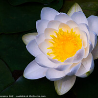 Buy canvas prints of close-up view of one blossom water lily white and yellow  by Florin Brezeanu