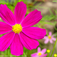 Buy canvas prints of garden cosmos or Mexican aster (Cosmos bipinnatus) purple flower with natural background by Florin Brezeanu