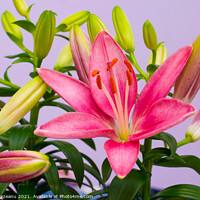 Buy canvas prints of beautiful pink lily flowers - blossom and buds by Florin Brezeanu