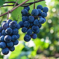 Buy canvas prints of ripen blue black grapes - hanging grapes from vine by Florin Brezeanu