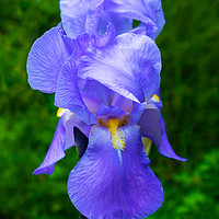 Buy canvas prints of close up of blue violet iris flower  by Florin Brezeanu