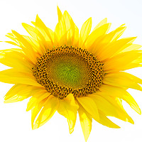 Buy canvas prints of  yellow sunflower flower with white background by Florin Brezeanu