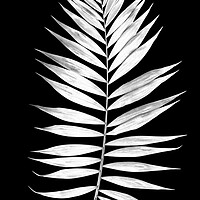 Buy canvas prints of Tropical palm leaves in black and white by Wdnet Studio