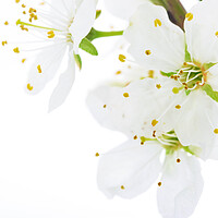 Buy canvas prints of Blooming white flowers of apple fruit by Wdnet Studio