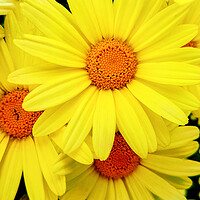 Buy canvas prints of Bright yellow Pyrethrum flowers by Wdnet Studio
