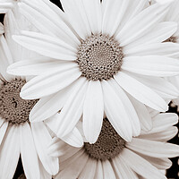 Buy canvas prints of Pyrethrum Flowers in sepia by Wdnet Studio