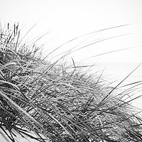 Buy canvas prints of Beach grass in Black and White by Wdnet Studio