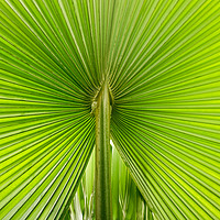 Buy canvas prints of                                Palm Leaf by Guido von Oepen