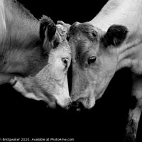 Buy canvas prints of Cows head to head by Christian Bridgwater