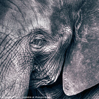 Buy canvas prints of Elephant close-up by Christian Bridgwater