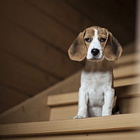 Buy canvas prints of Cute little beagle puppy by Boris Zhitkov