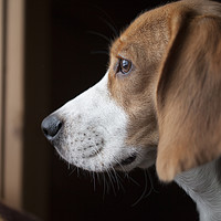 Buy canvas prints of Beagle portrait by Boris Zhitkov